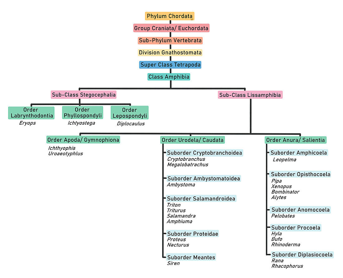 Class Amphibia classification, illustration