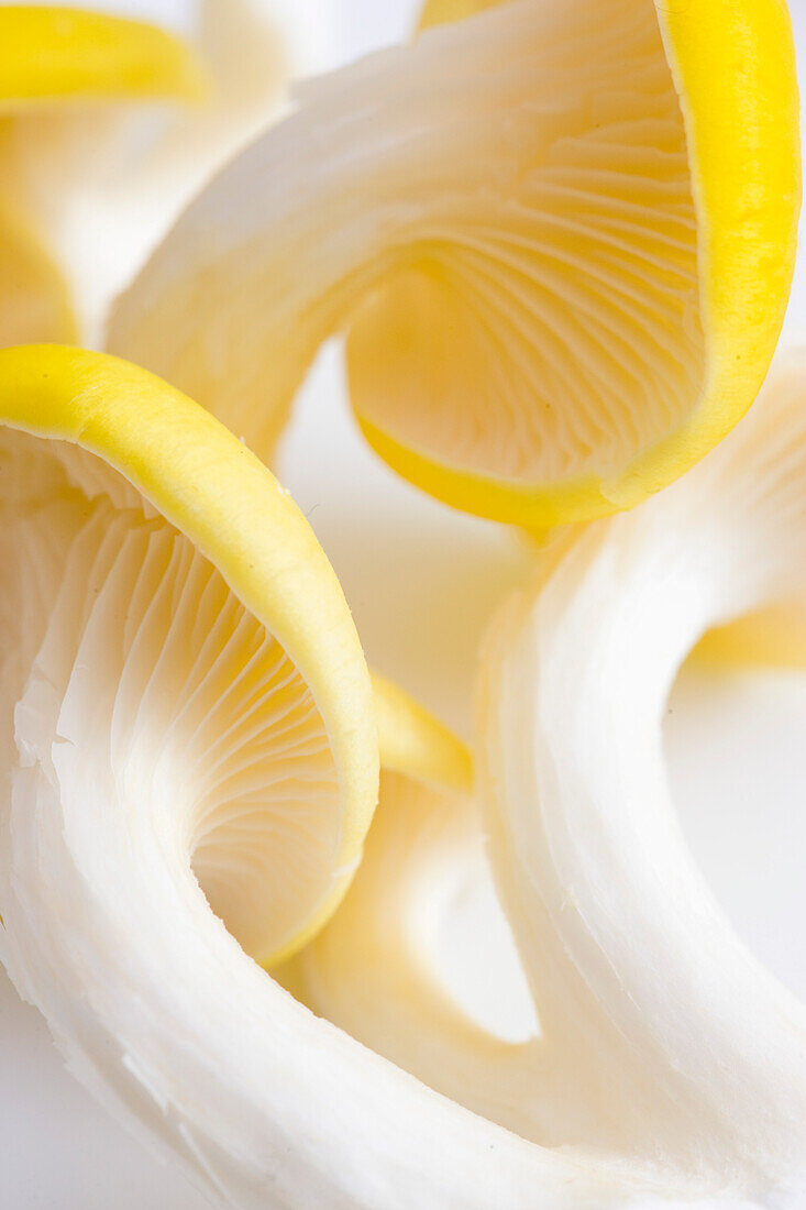 Extreme close up of yellow oyster mushrooms