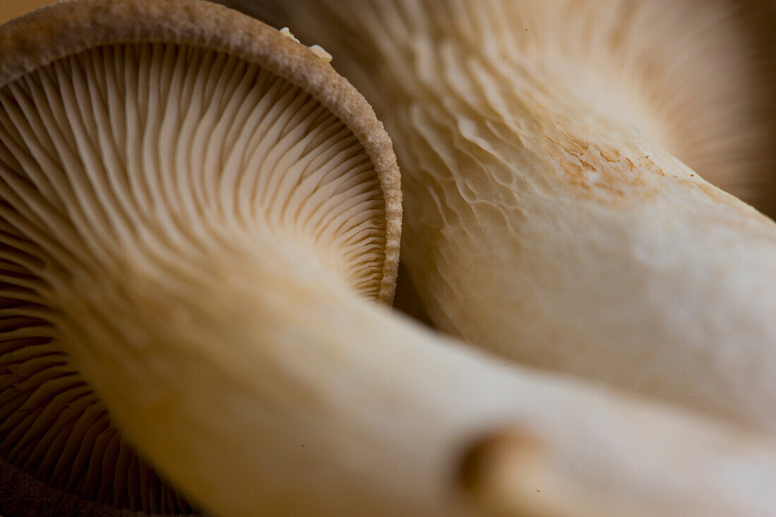 Extreme close up of eryngi mushrooms