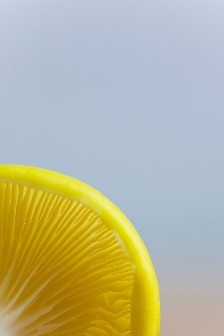 Extreme close up of a yellow oyster mushroom