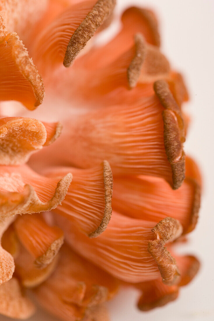 Extreme close up of a pink oyster mushroom