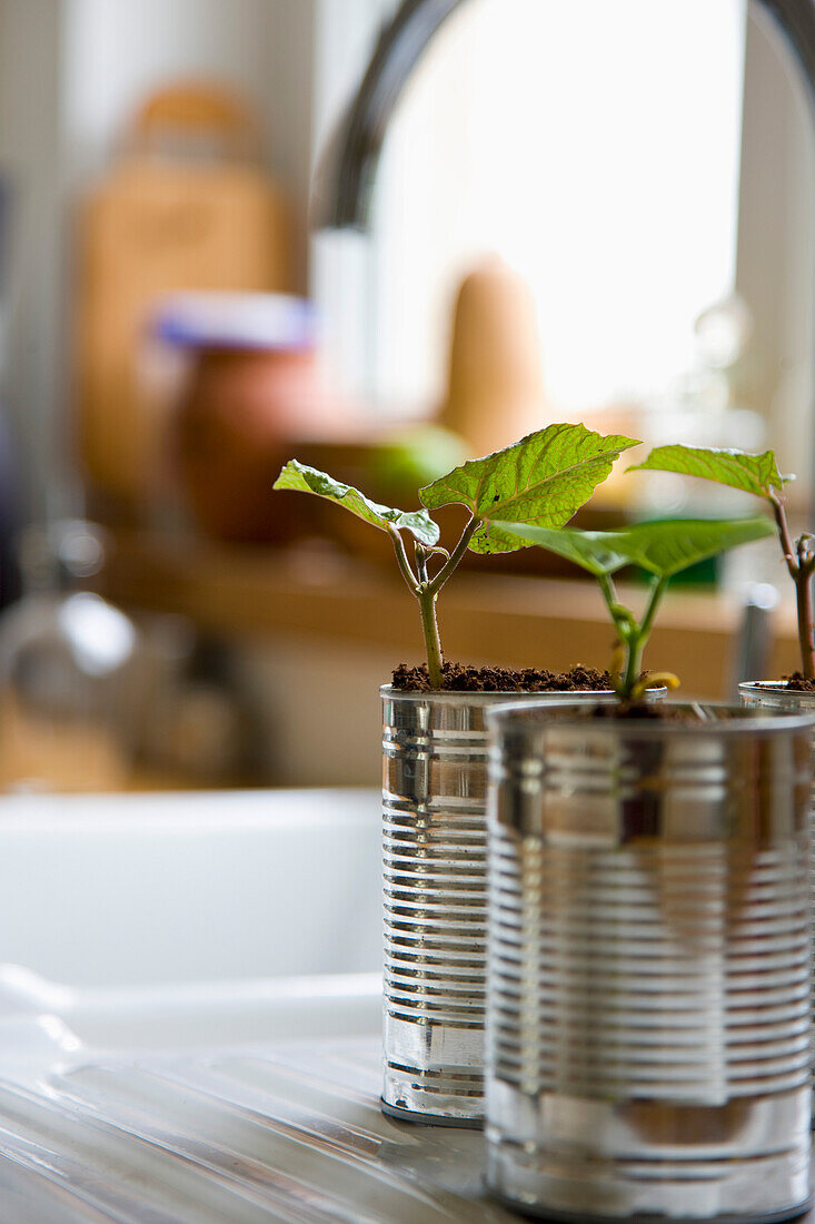 Recyclable tin cans with bean seedlings