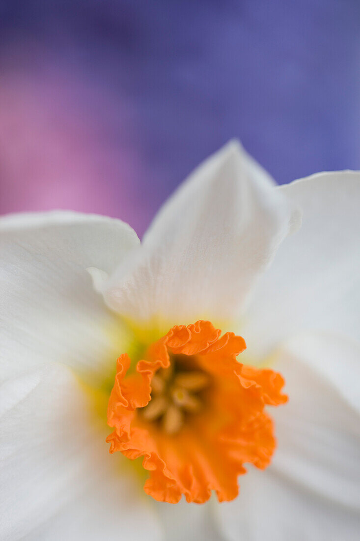 Detail of a narcissus flower, Narcissus Geranium Tazetta