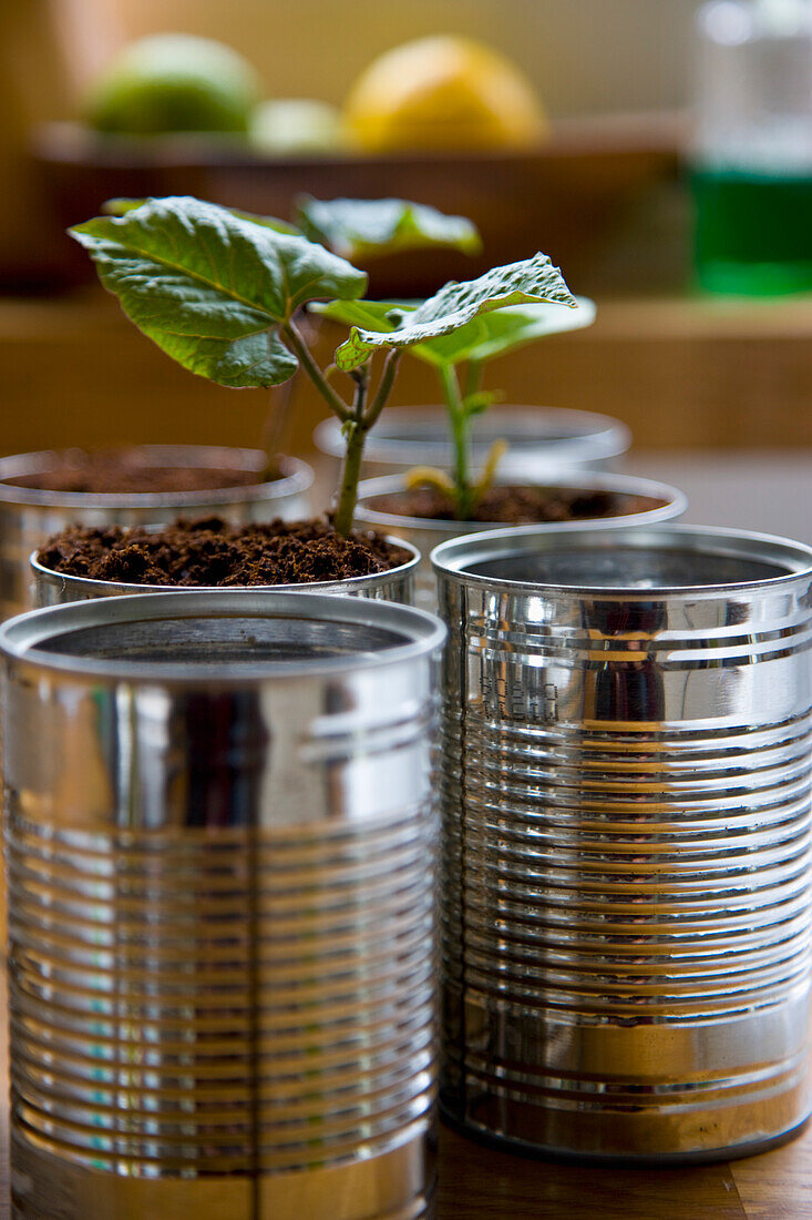 Recyclable tin cans with bean seedlings