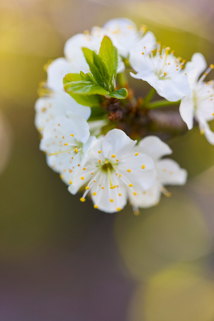 Close Up of Apple blossom