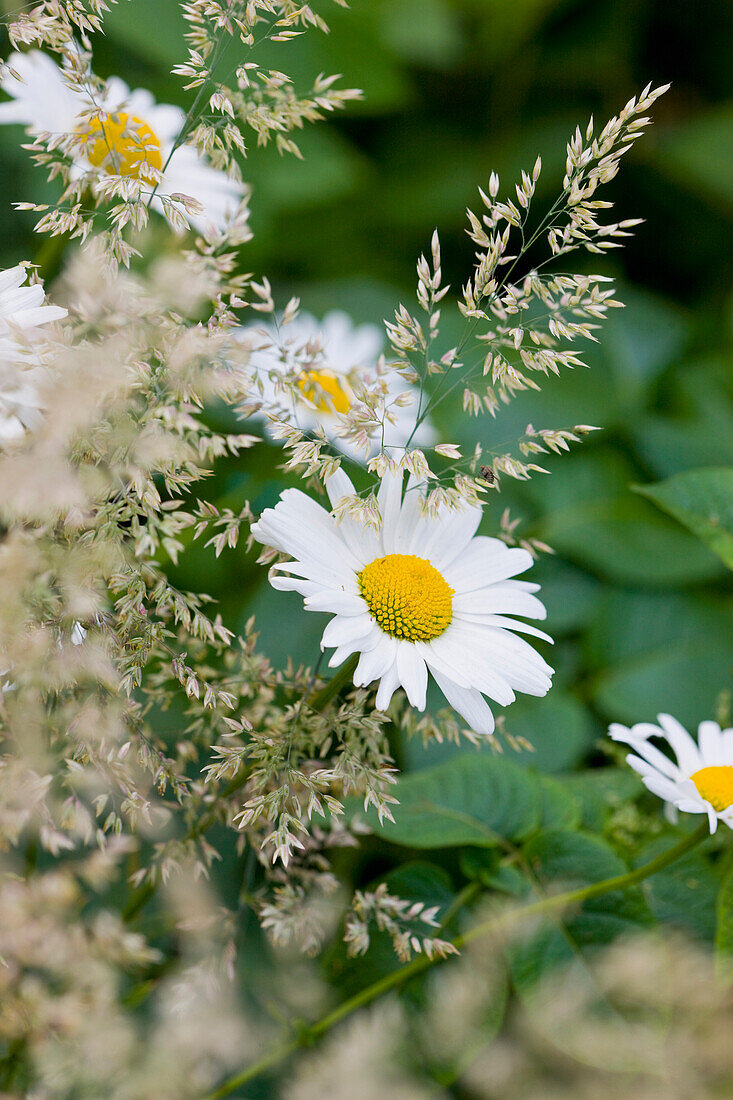 Gänseblümchen und Wildgras