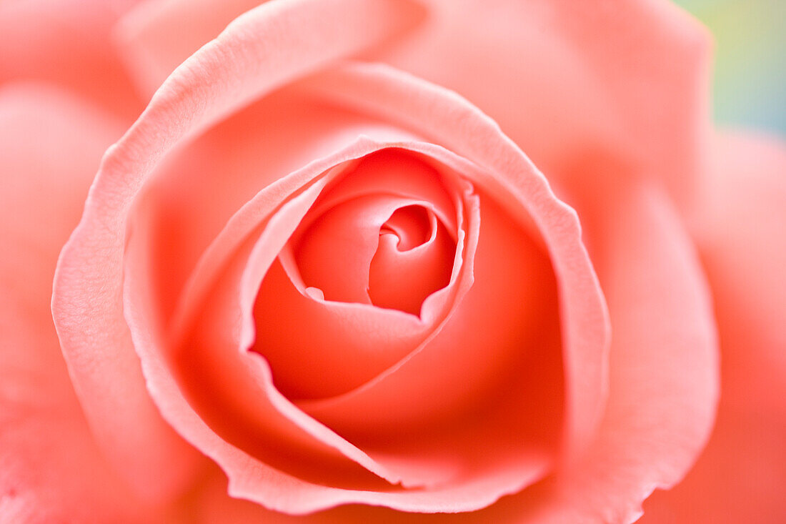 Extreme close up of a pink rose