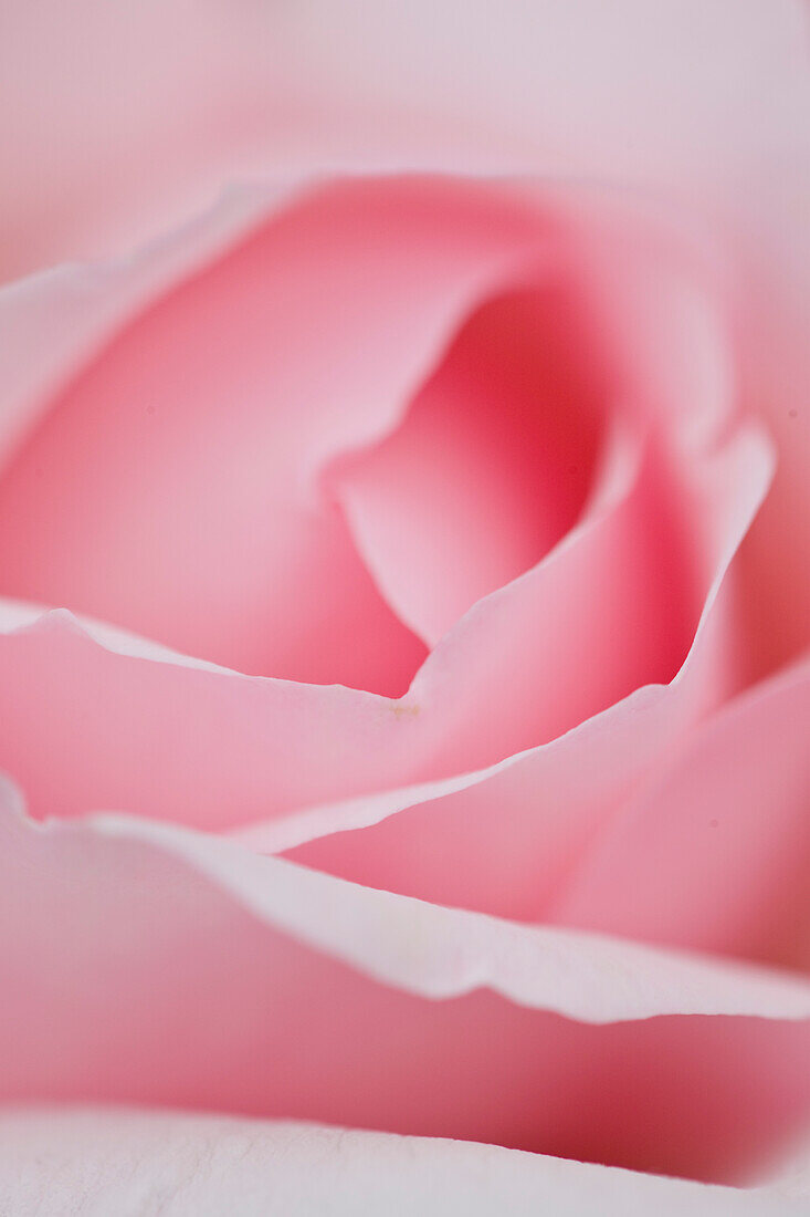 Extreme close up of a pink rose