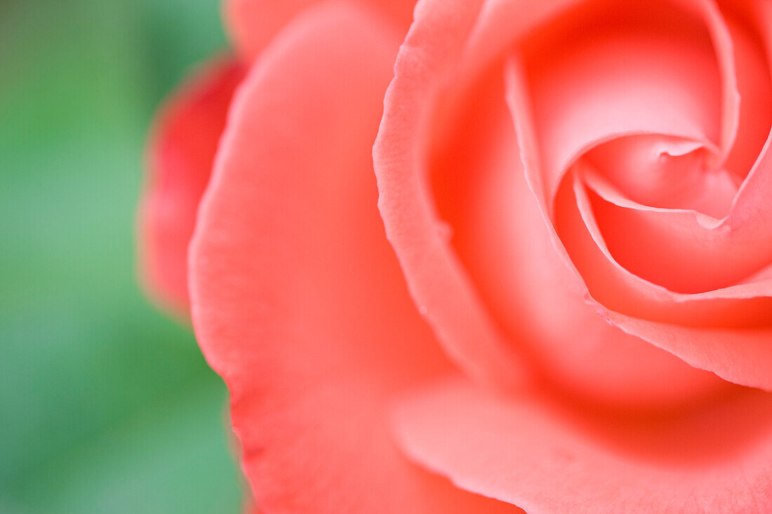 Close up of a pink rose