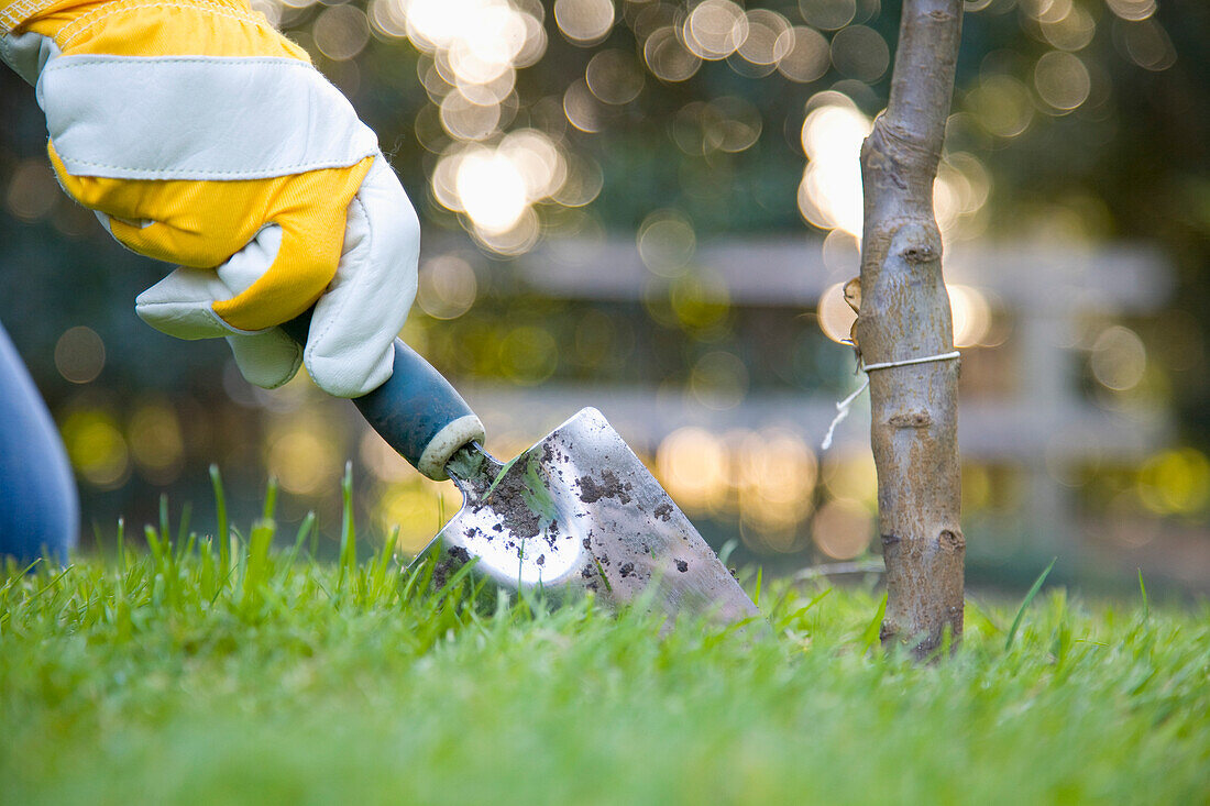 Nahaufnahme einer Männerhand, die einen Baum pflanzt