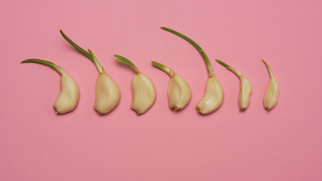 Still life phases of sprouting garlic cloves in a row on pink background