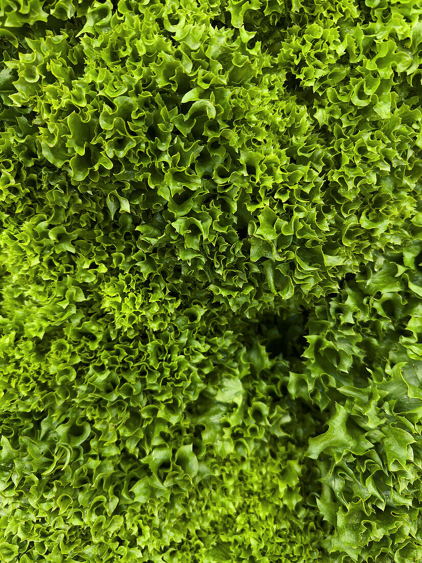 Full frame view from above vibrant green lollo rosso lettuce