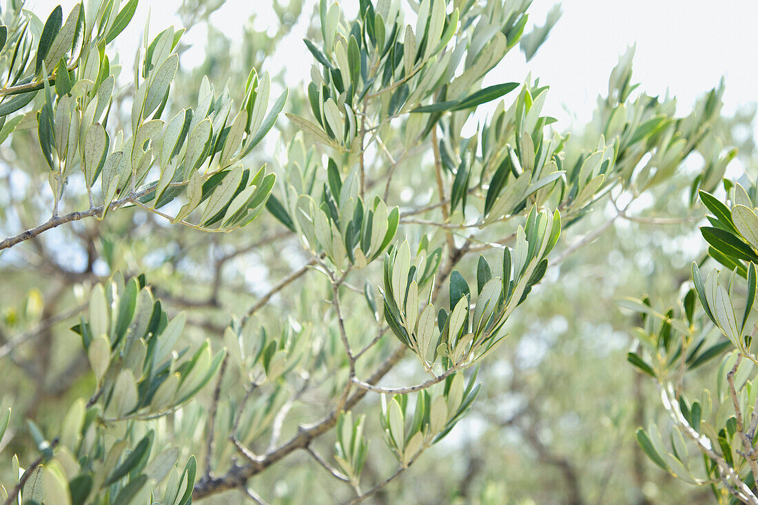 Nahaufnahme von Olivenzweigen