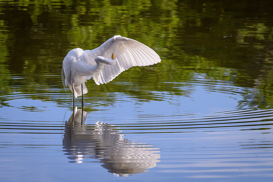 Great Egret preening in a wetland pond near San Blas, Nayarit, Mexico.