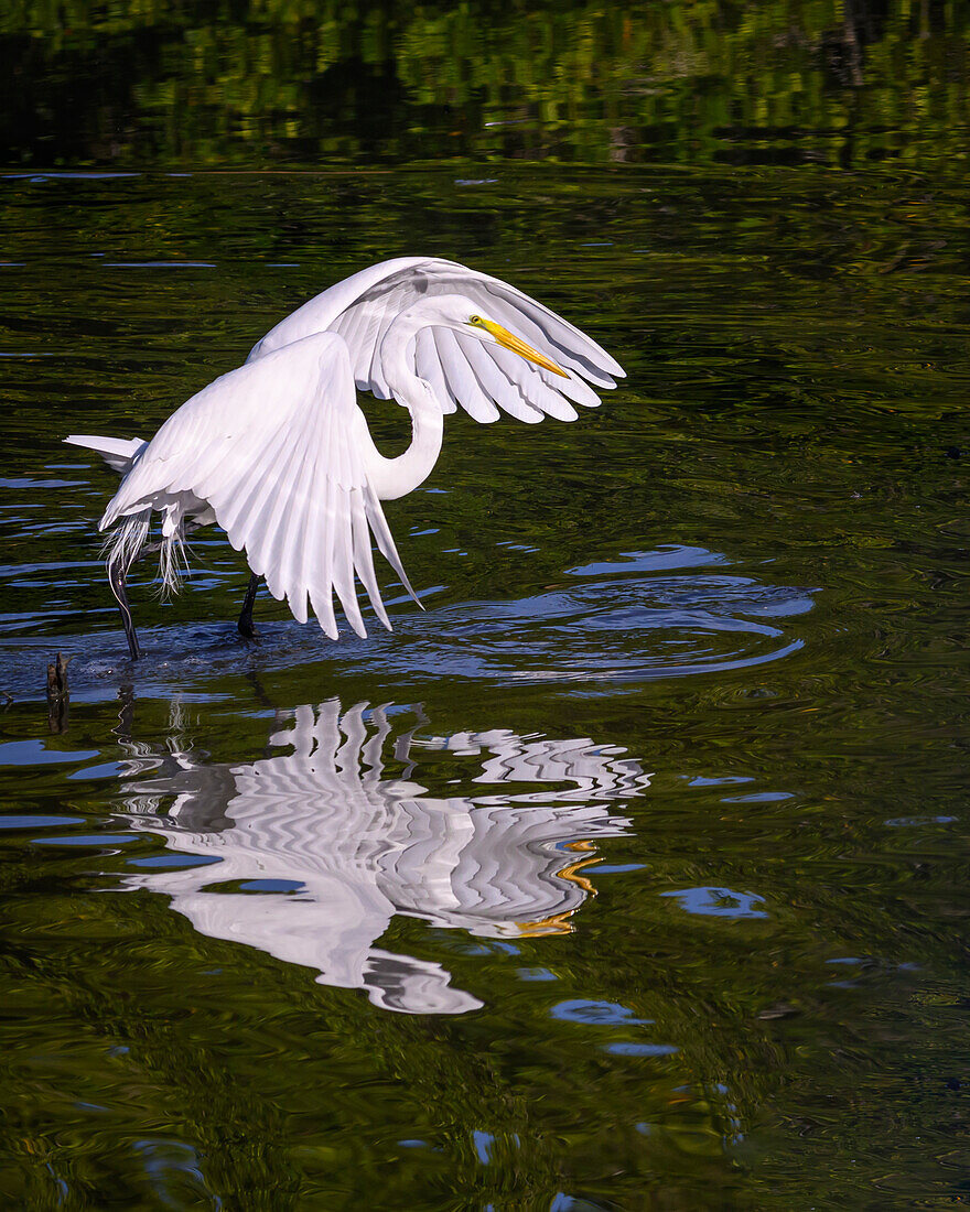 Great Egret in a wetland pond near San Blas, Nayarit, Mexico.