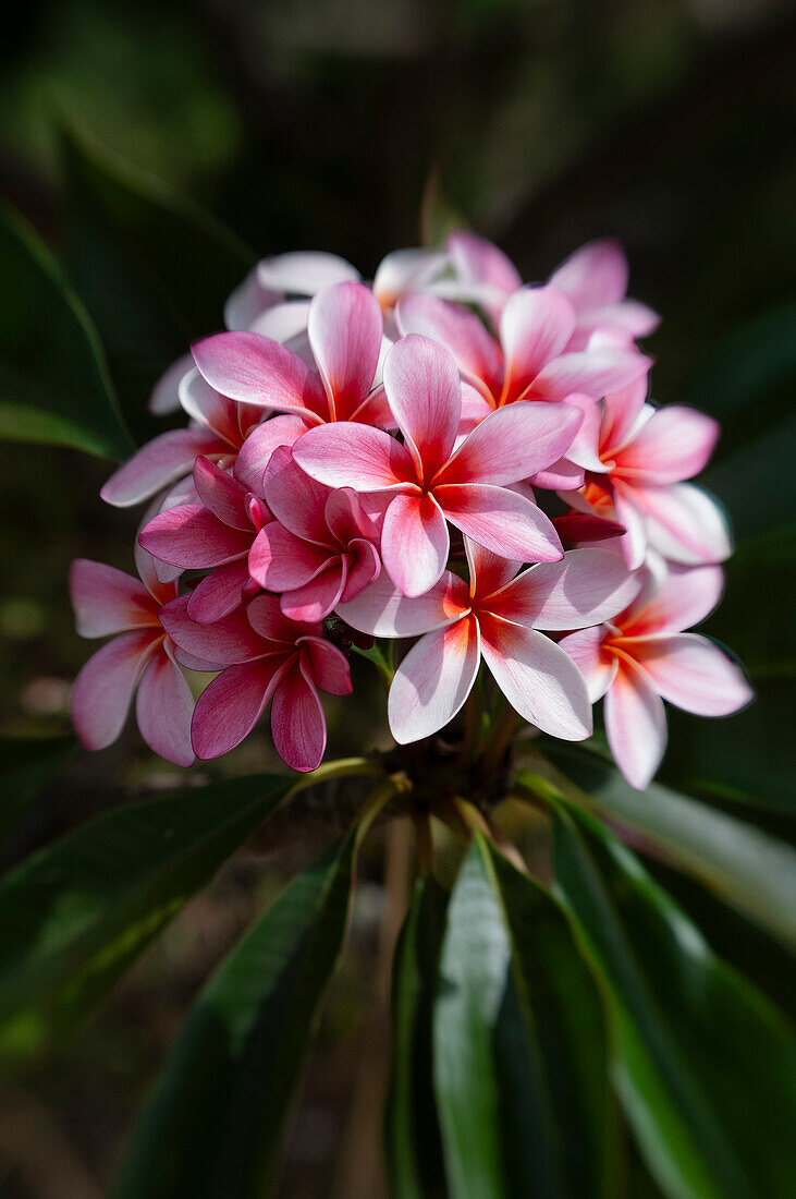 Pink Plumeria blossoms, Maui, Hawaii