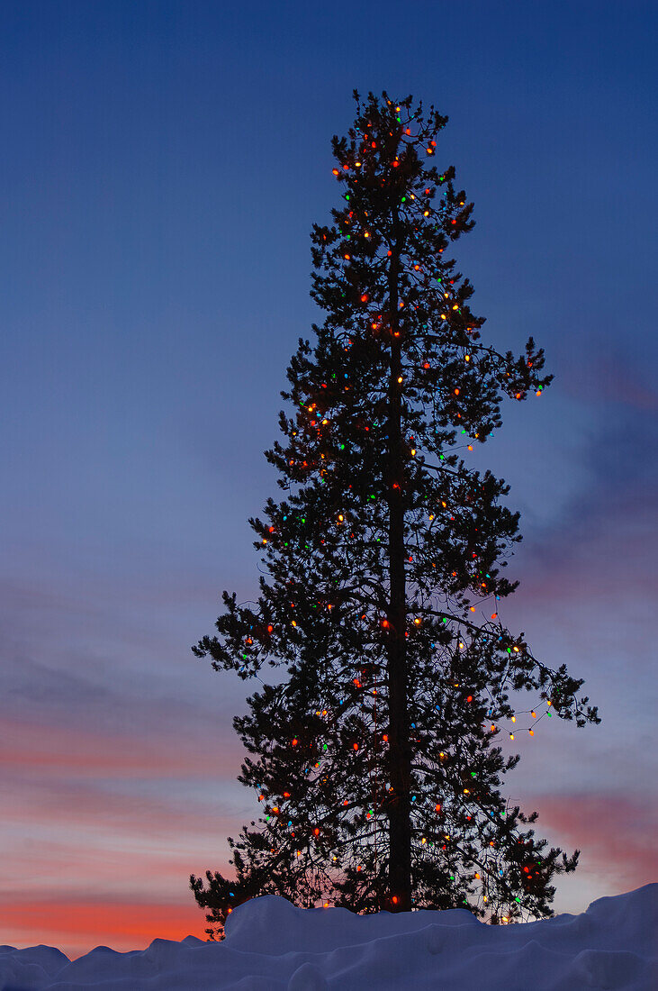 Weihnachtsbaum, West Yellowstone, Montana.