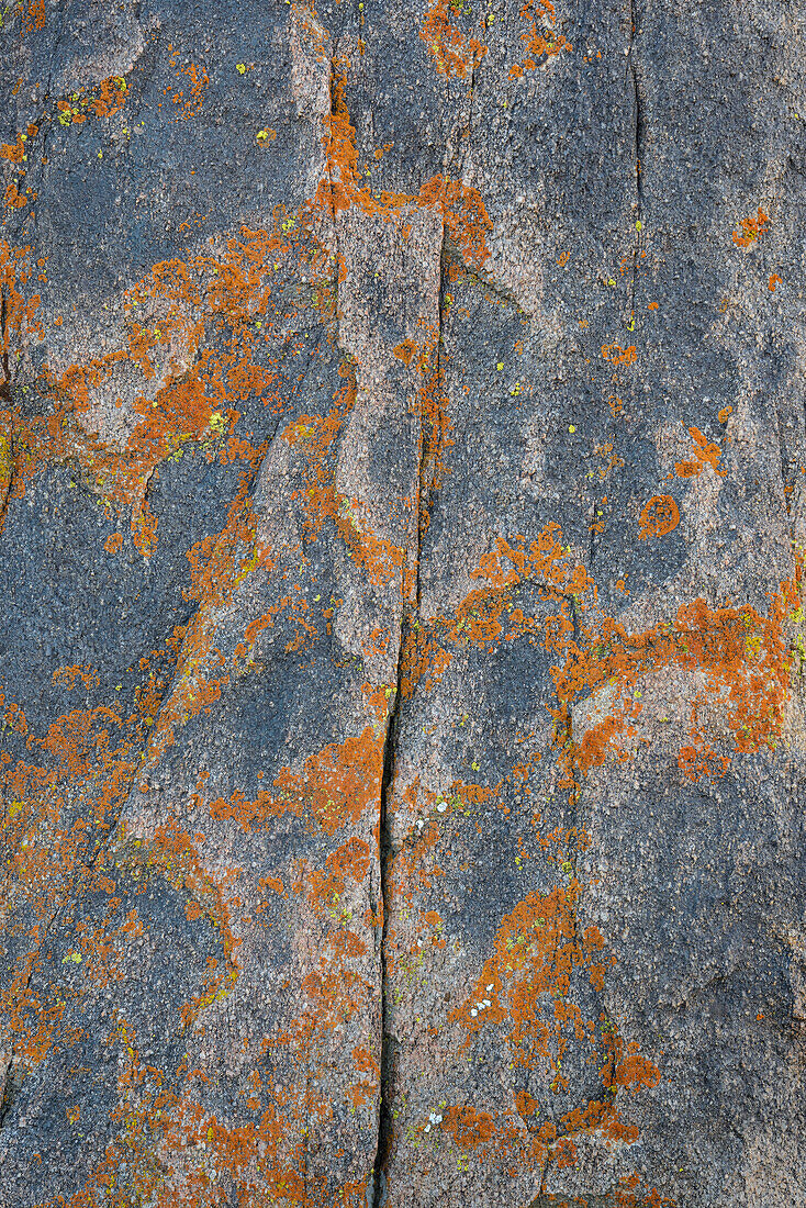 Lichen on rock, Alabama Hills Recreation Area, eastern Sierra Nevada Mountains, California.