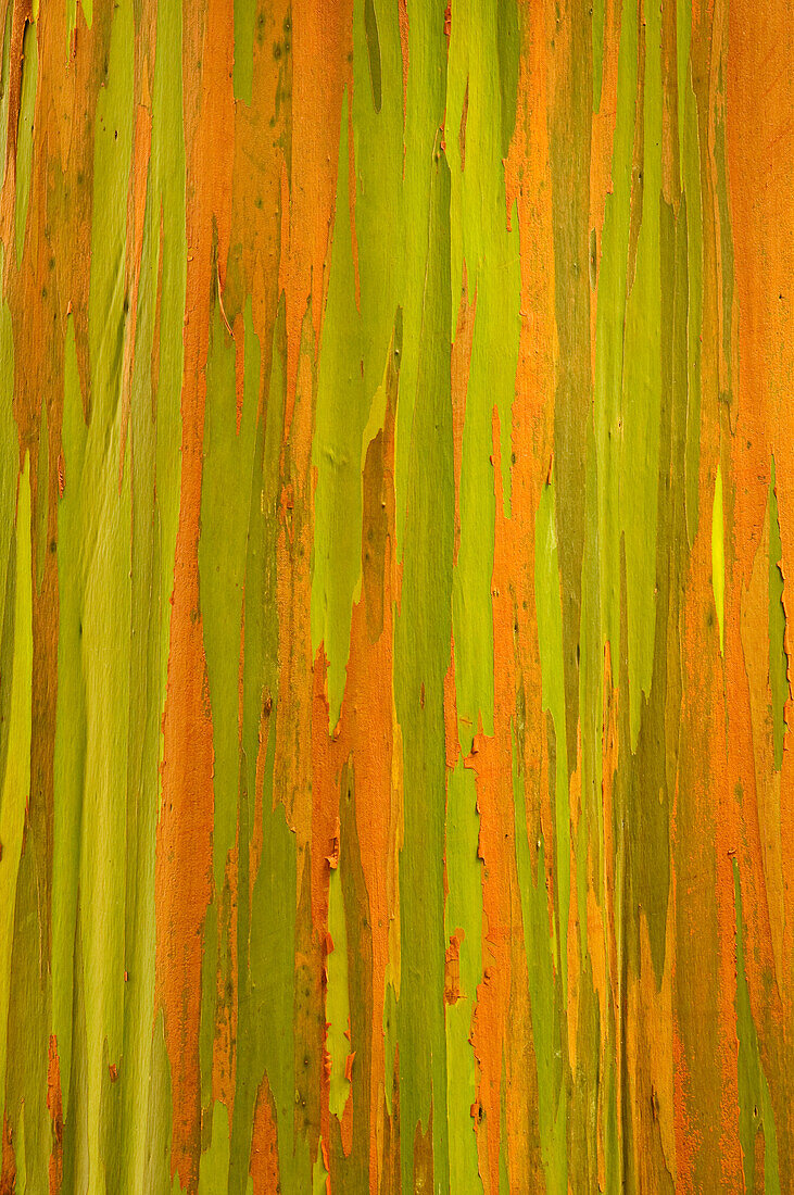 Rainbow Eucalyptus tree trunk, Wahiawa Botanical Garden, Oahu, Hawaii.