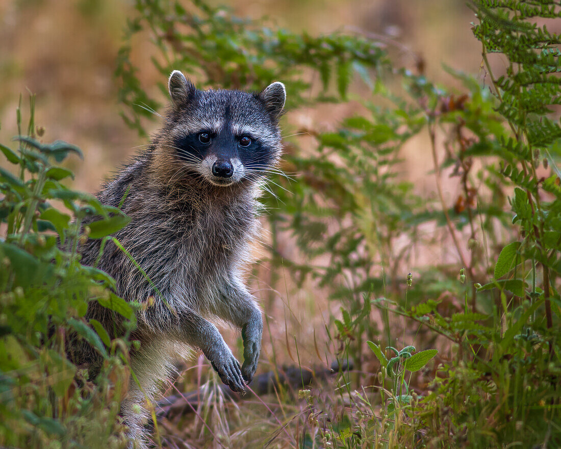 Raccoon in Asilomar State Park, California, USA.