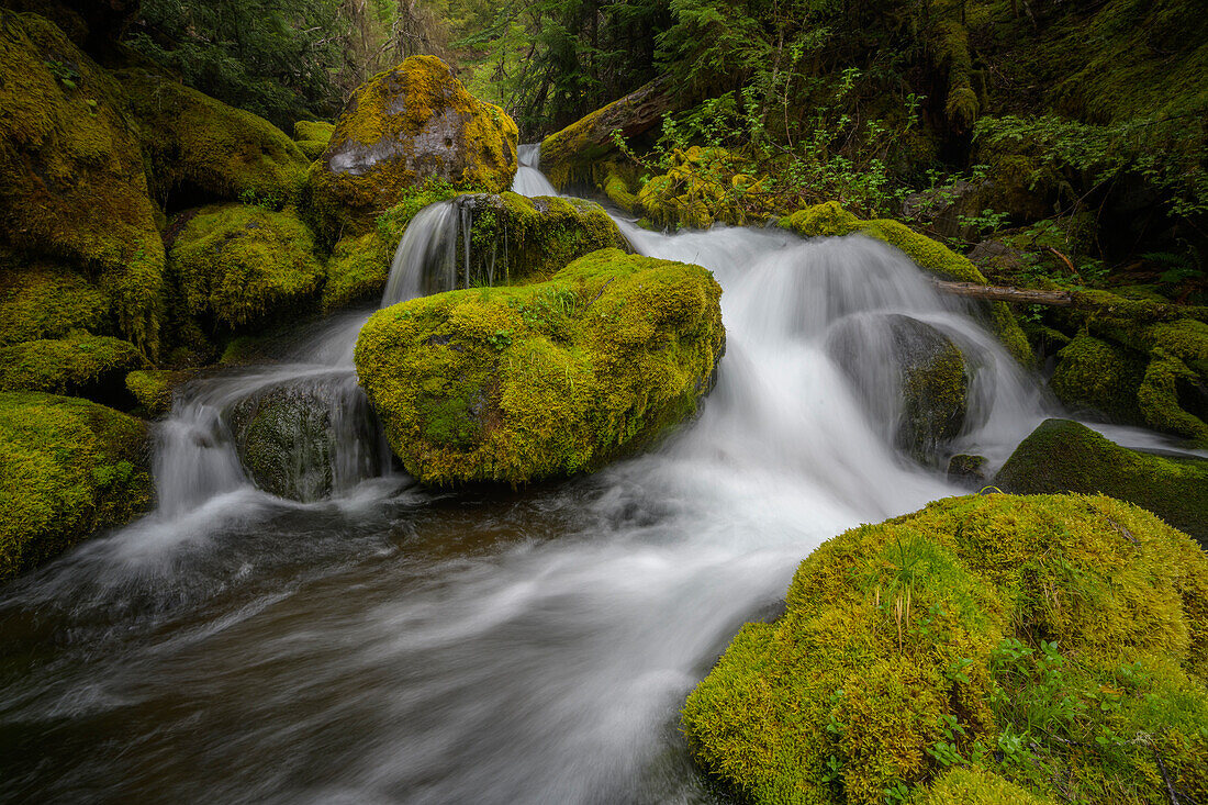 Black Creek finds it way through moss-covered boulders, Willamette National Forest, Cascade Mountains, Oregon.