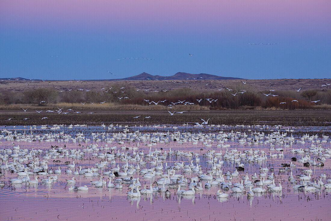 Schneegänse im Bosque del Apache National Wildlife Refuge, New Mexico.