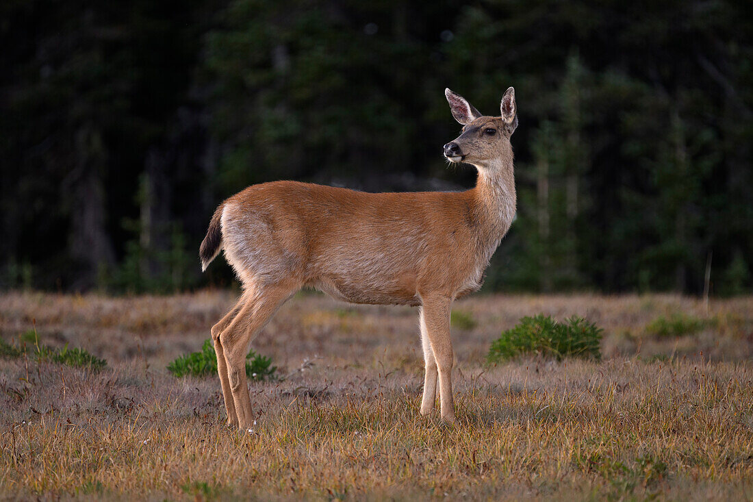 Black-tailed deer on Hurricane Ridge in Olympic National Park, Washington.