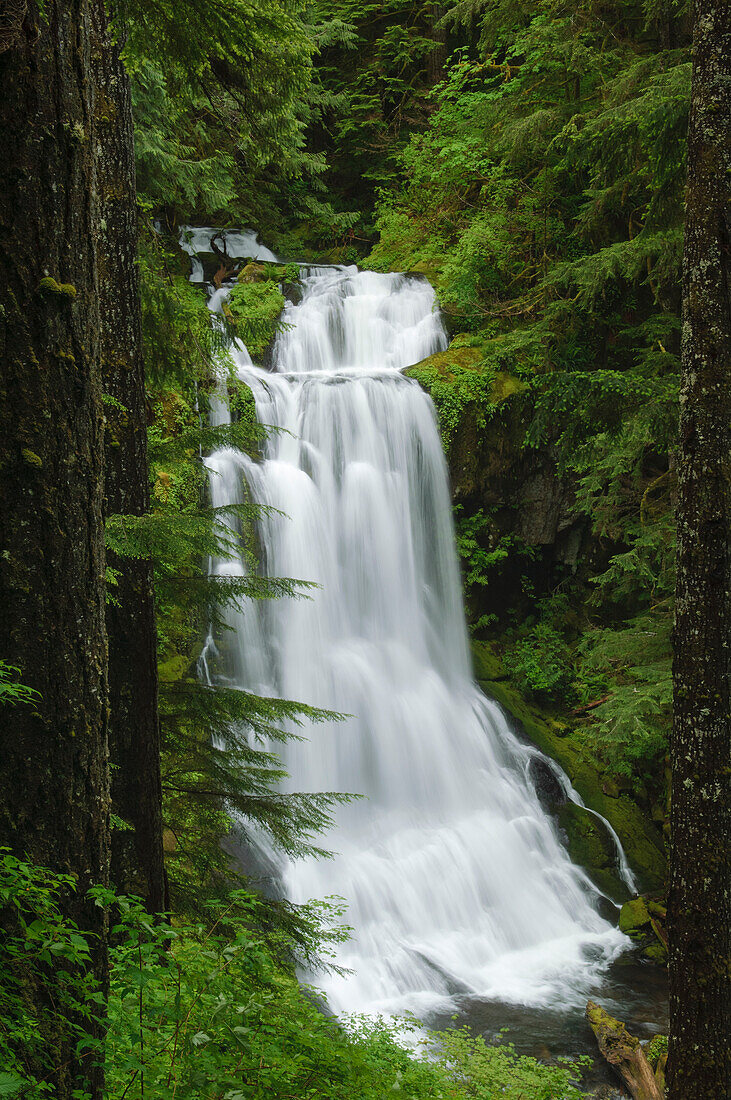 Upper Kentucky Falls, Siuslaw National Forest, Coast Range Berge, Oregon.