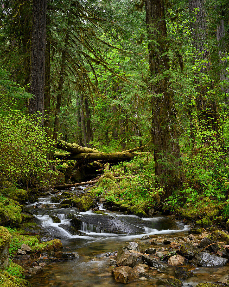 Wyatt Creek, Umpqua National Forest, Cascade Mountains, Oregon.