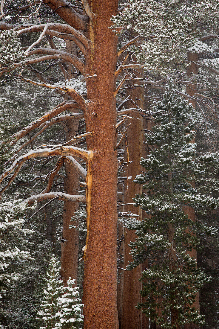 Pine trees with snow, Toiyabe National Forest, California, USA.