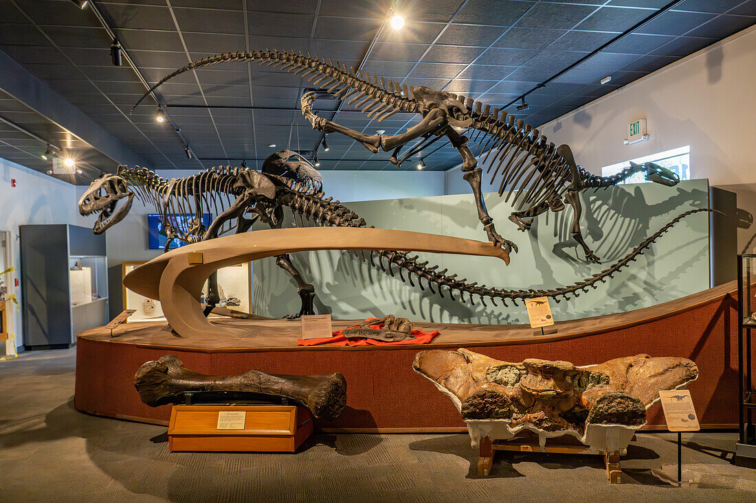 Skelette von Allosaurus fragilis und Camptosaurus dispar aus der Jurazeit im Paläontologiemuseum der BYU in Provo, Utah. Auf dem Boden liegt ein Oberschenkelknochen und ein Becken eines Apatosaurus.