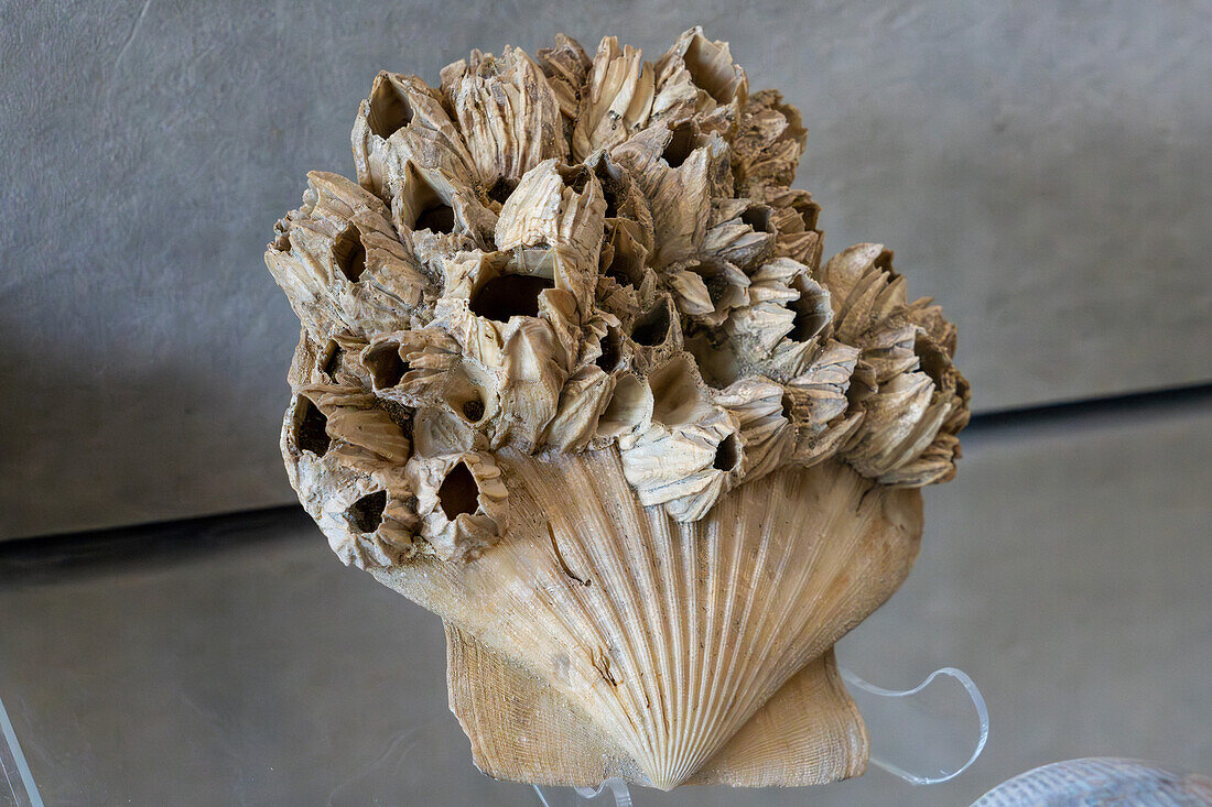 Fossilized barnacles on a bivalve pelecypod shell in the BYU Paleontology Museum in Provo, Utah.