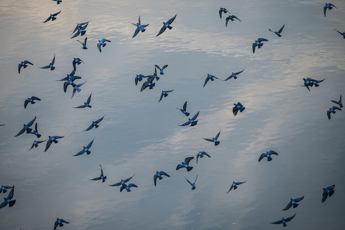 Vogelschwarm auf dem Fluss Ebro, Zaragoza, Spanien