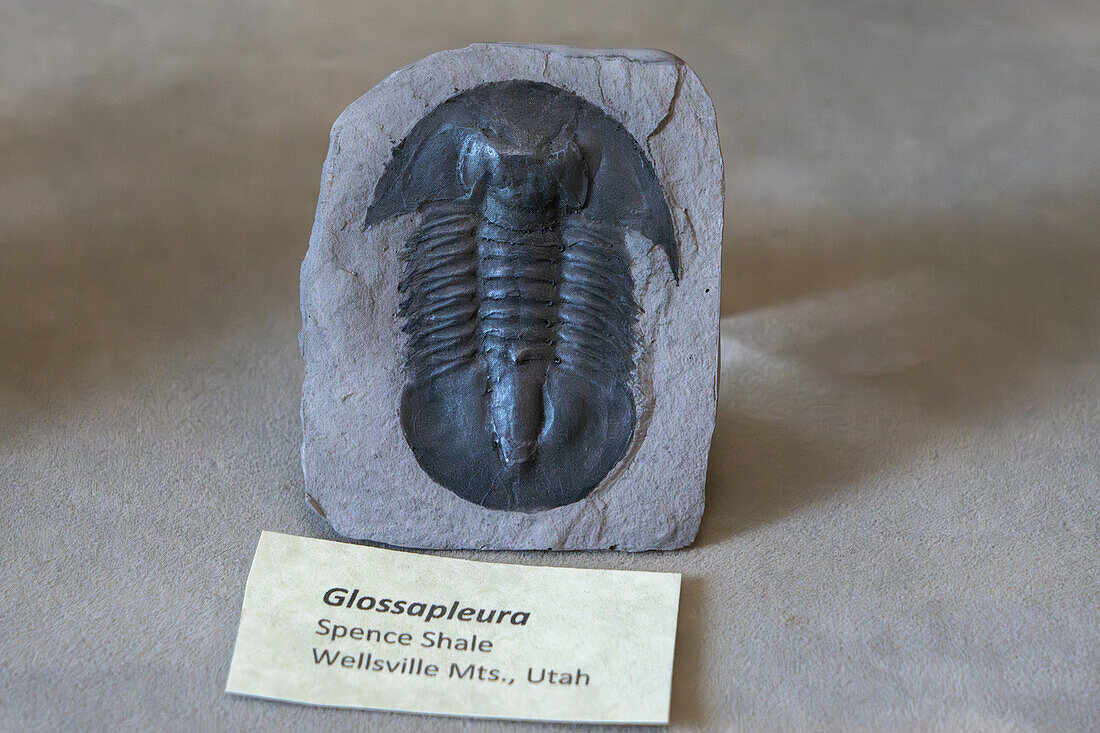 Fossilized Glossapleura trilobyte in the BYU Paleontology Museum in Provo, Utah.