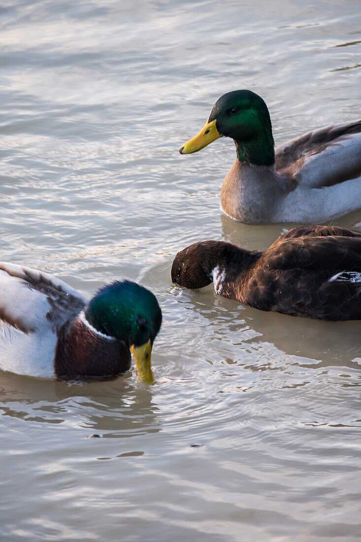 Ducks in Ebro River, Zaragoza, Spain