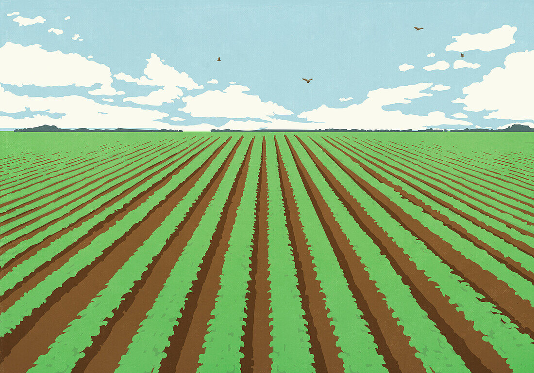 Birds flying over crop of plants growing in rows on sunny farm