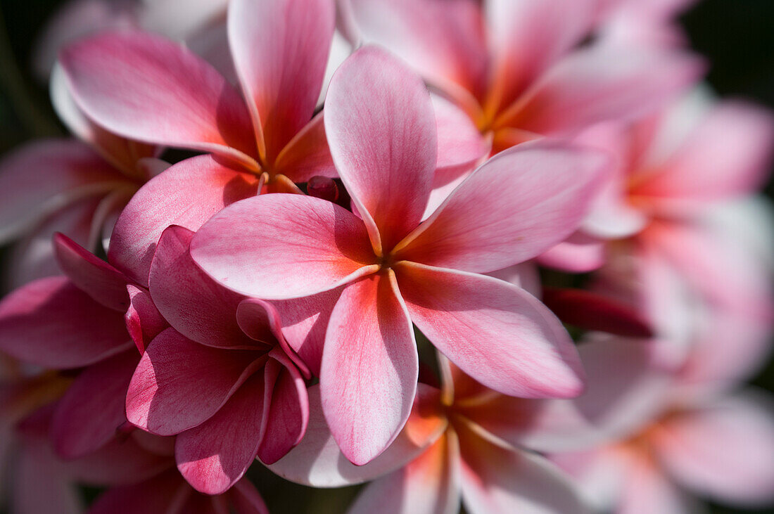 Rosa Plumeria-Blüten, Maui, Hawaii