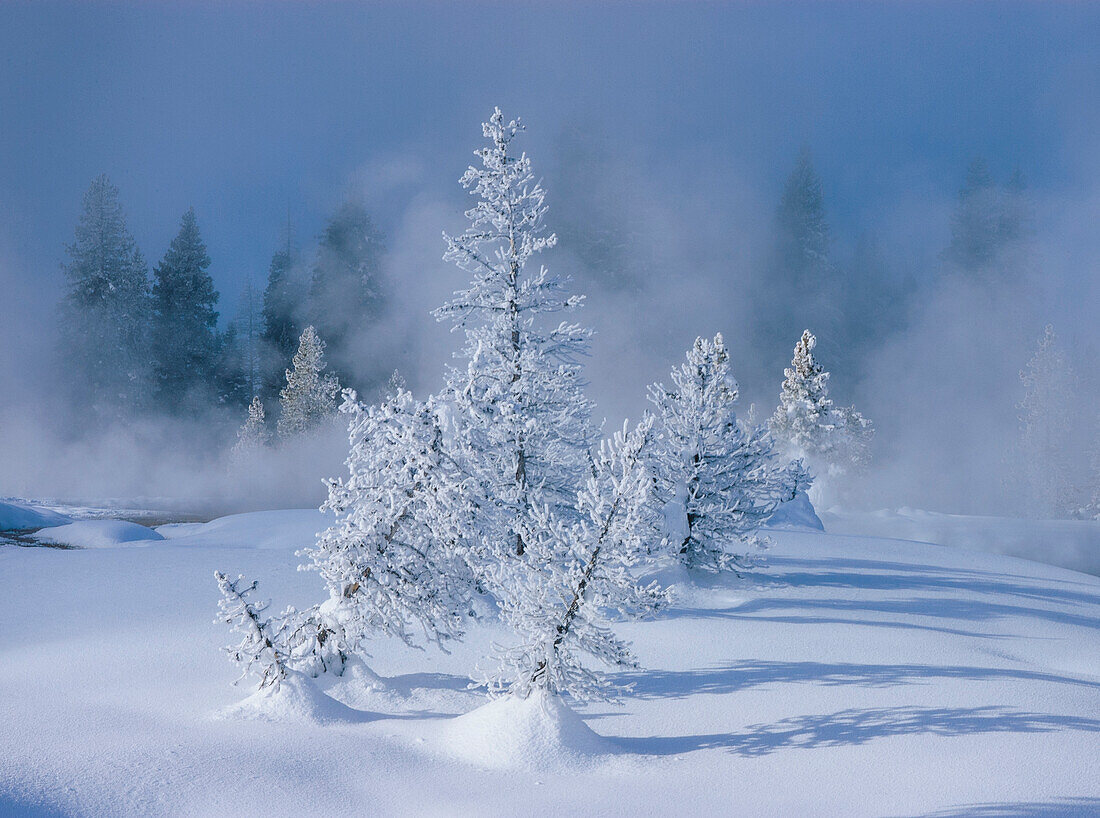 Frost and snow-covered pine trees, West Thumb Geyser Basin, Yellowstone National Park, Wyoming.