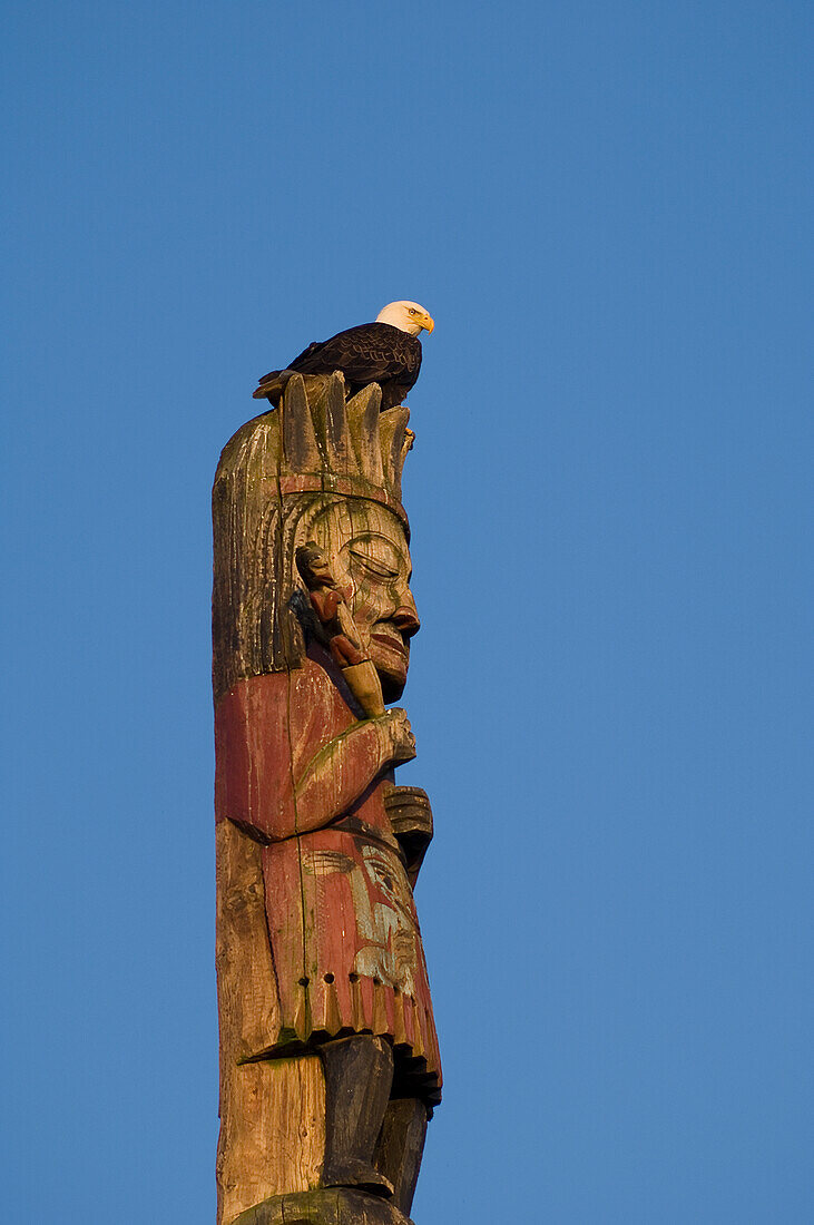 Weißkopfseeadler sitzt auf einem Totempfahl im Totem Bight State Park, Ketchikan, Alaska.