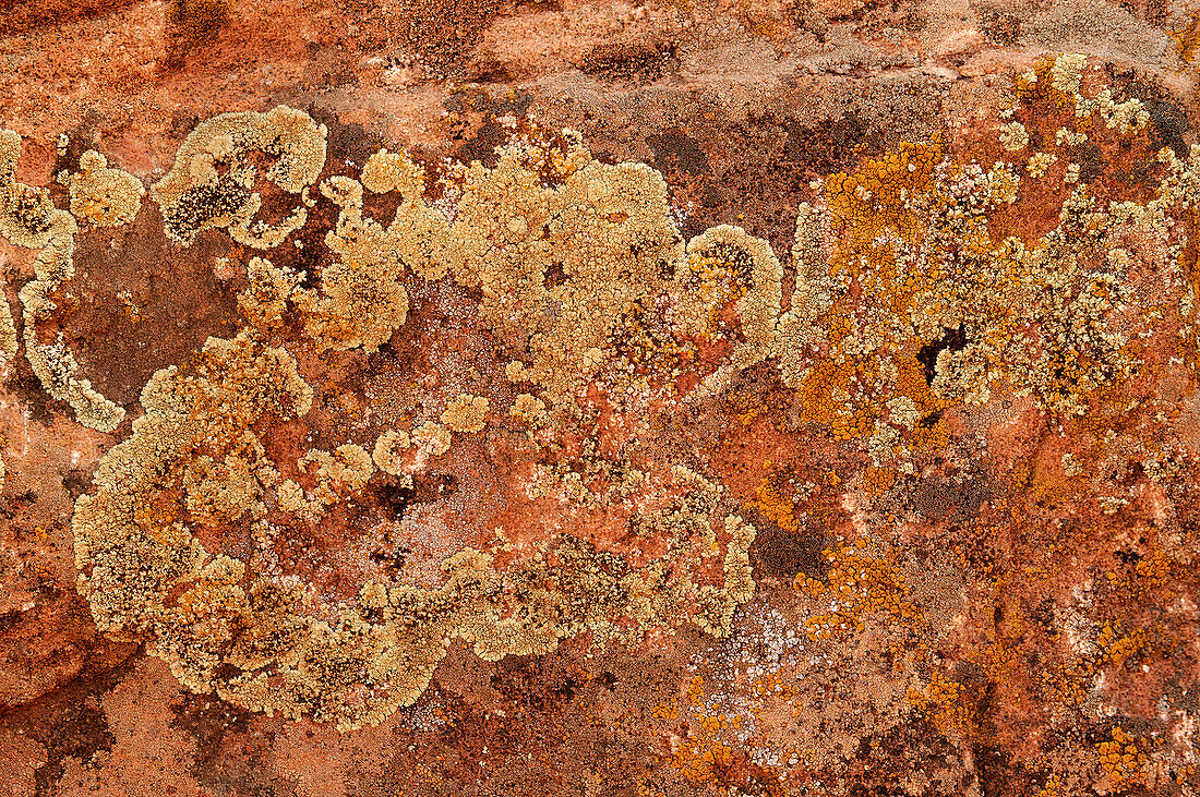 Flechte auf Sandsteinfelsen im Canyon de Chelly National Monument, Arizona.