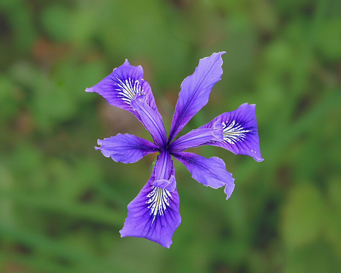 Oregon-Schwertlilie, auch bekannt als Zähe Schwertlilie (Iris tenax), Mount Pisgah Arboretum, Willamette Valley, Oregon.