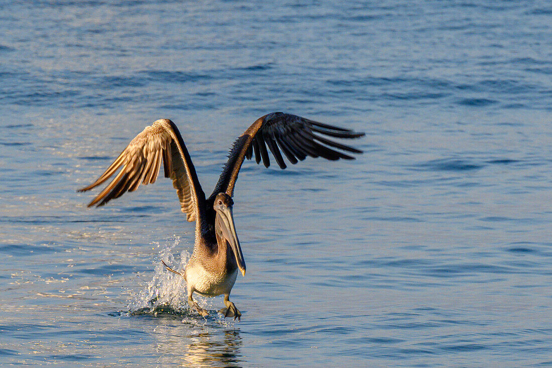 Brown Pelican taking flight, Chacala, Nayarit, Mexico.