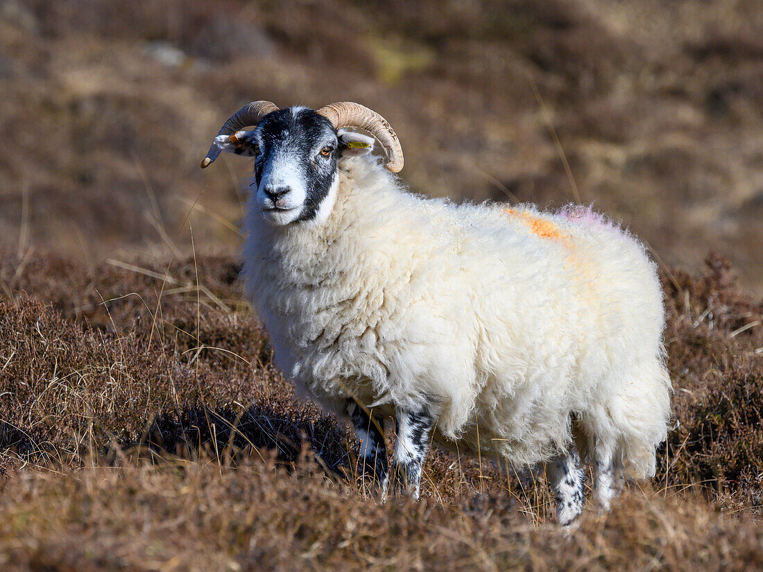 Schottisches Schwarzkopfschaf in Dun Carloway Broch auf der Insel Lewis und Harris, Äußere Hebriden, Schottland.