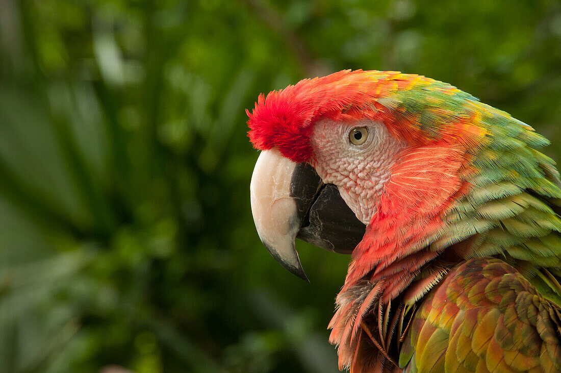 Hybrid Scarlet/Great Green Macaw at Xel-Ha nature park, Riviera Maya, Mexico.