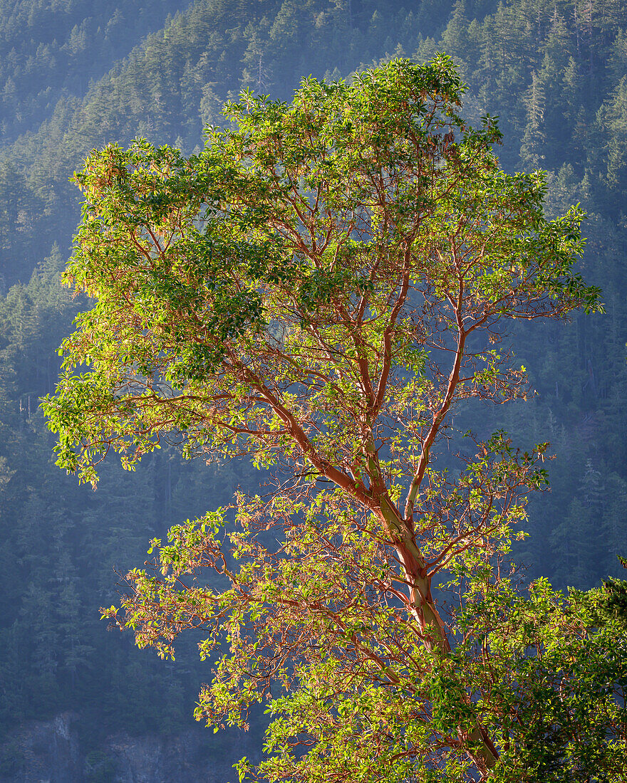 Madrone tree, Lake Crescent, Olympic National Park, Washington, USA.