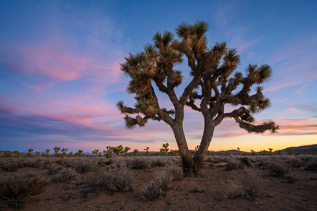 Joshua Tree Forest im Death Valley National Park, Kalifornien.