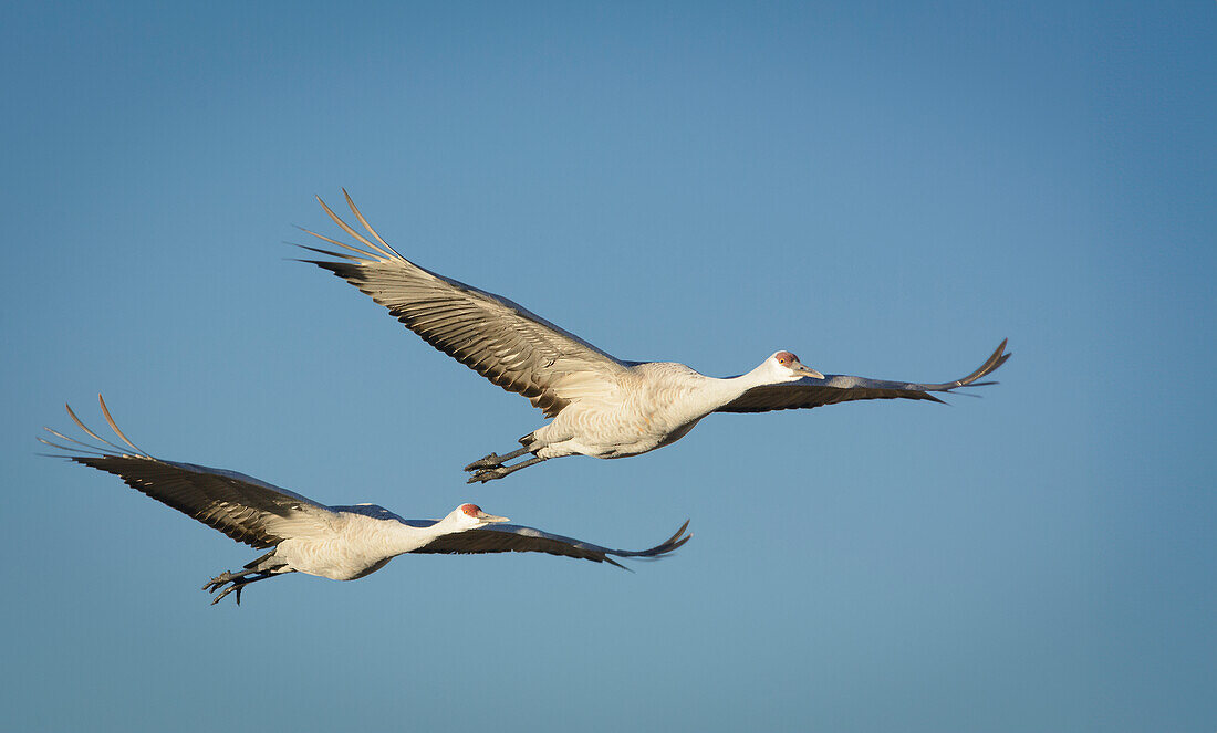 Sandhügelkraniche, Bosque del Apache National Wildlife Refuge, New Mexico.