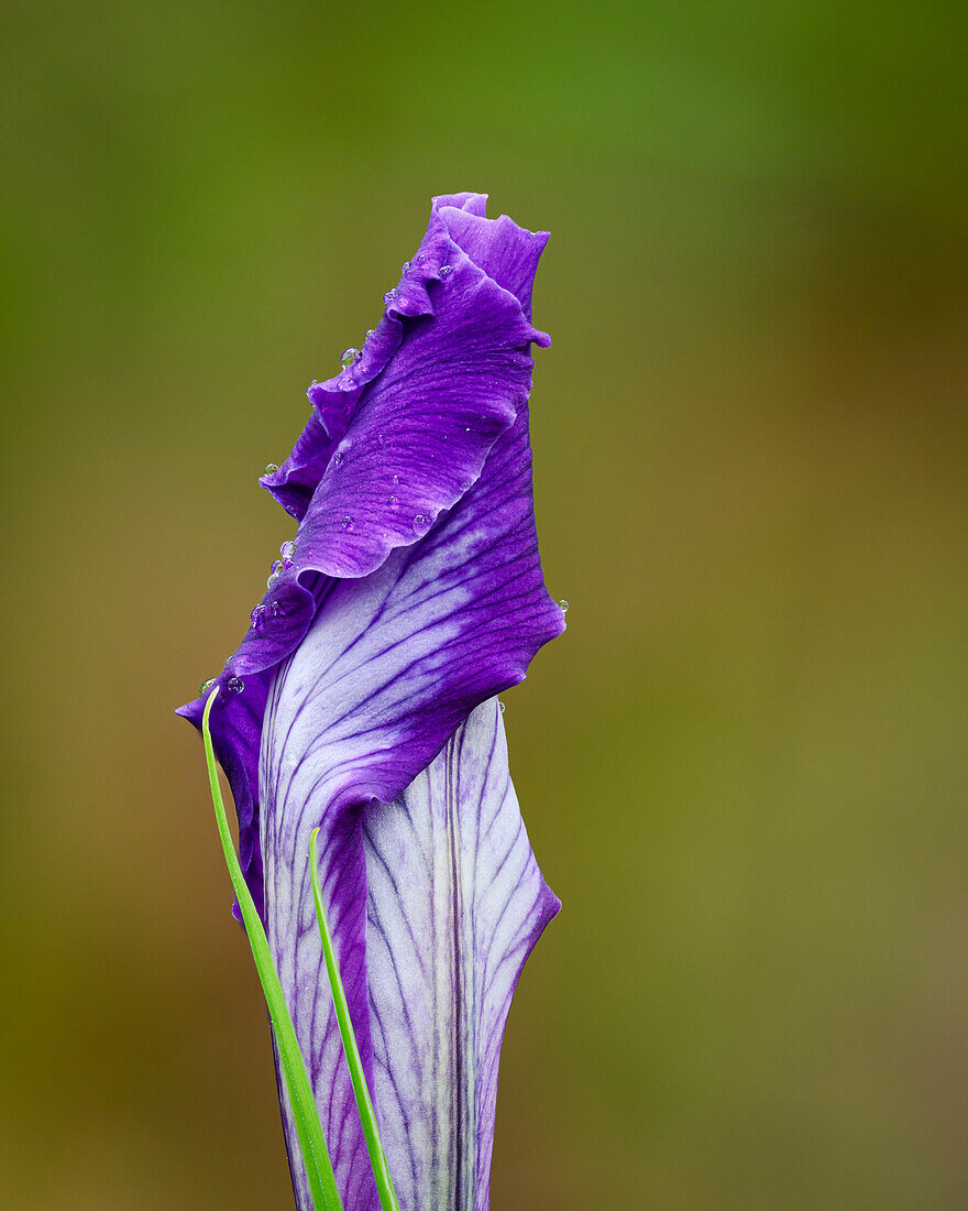 Die Blüte der Oregon Iris entfaltet sich gerade, Mount Pisgah Arboretum, Willamette Valley, Oregon.