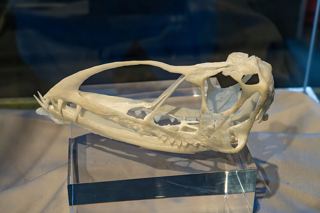 Skull of Caelestiventus hanseni, a pterosaurid flying reptile, in the BYU Paleontology Museum in Provo, Utah.