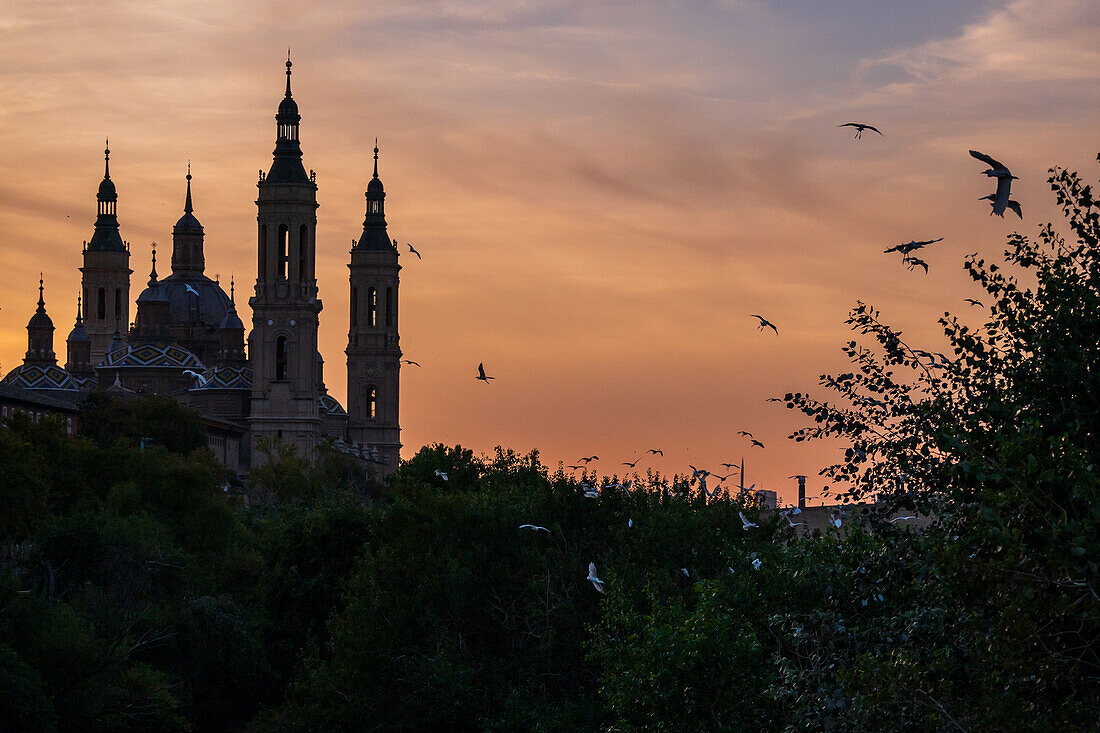 Flock of birds and Cathedral-Basilica of Our Lady of the Pillar at sunset, Zaragoza, Spain